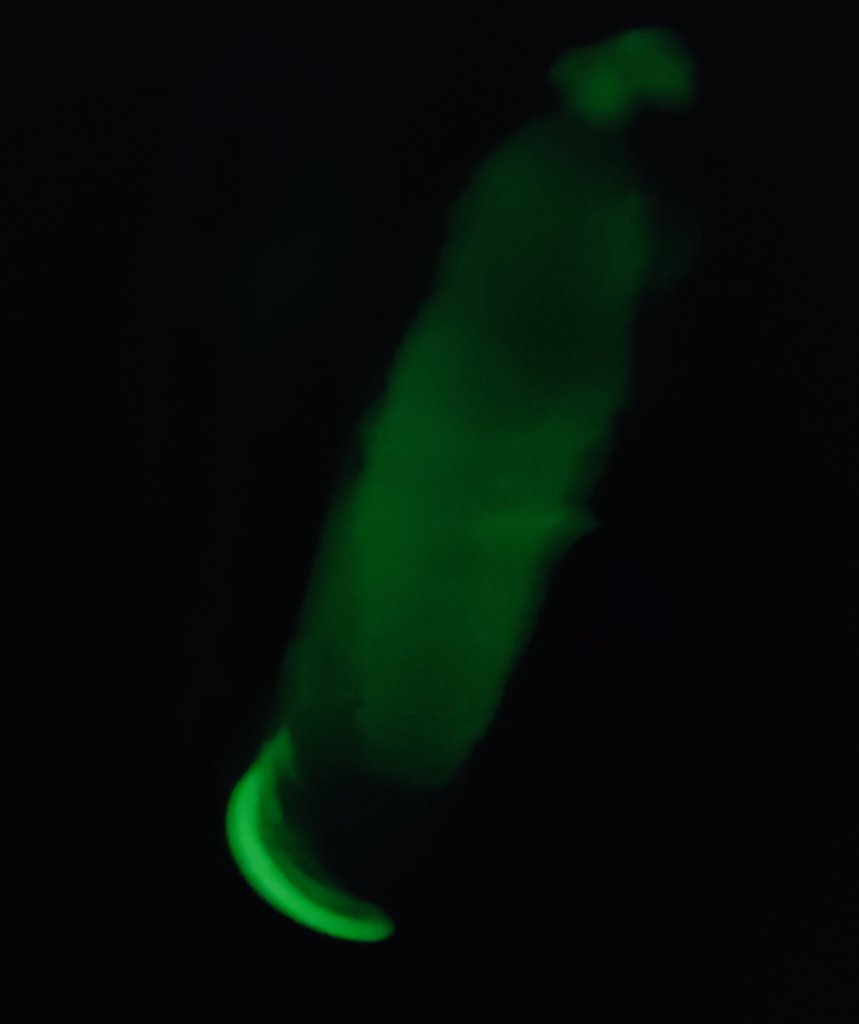 ?? #glow #cock #dick #porn https://t.co/NOI214bSbN
