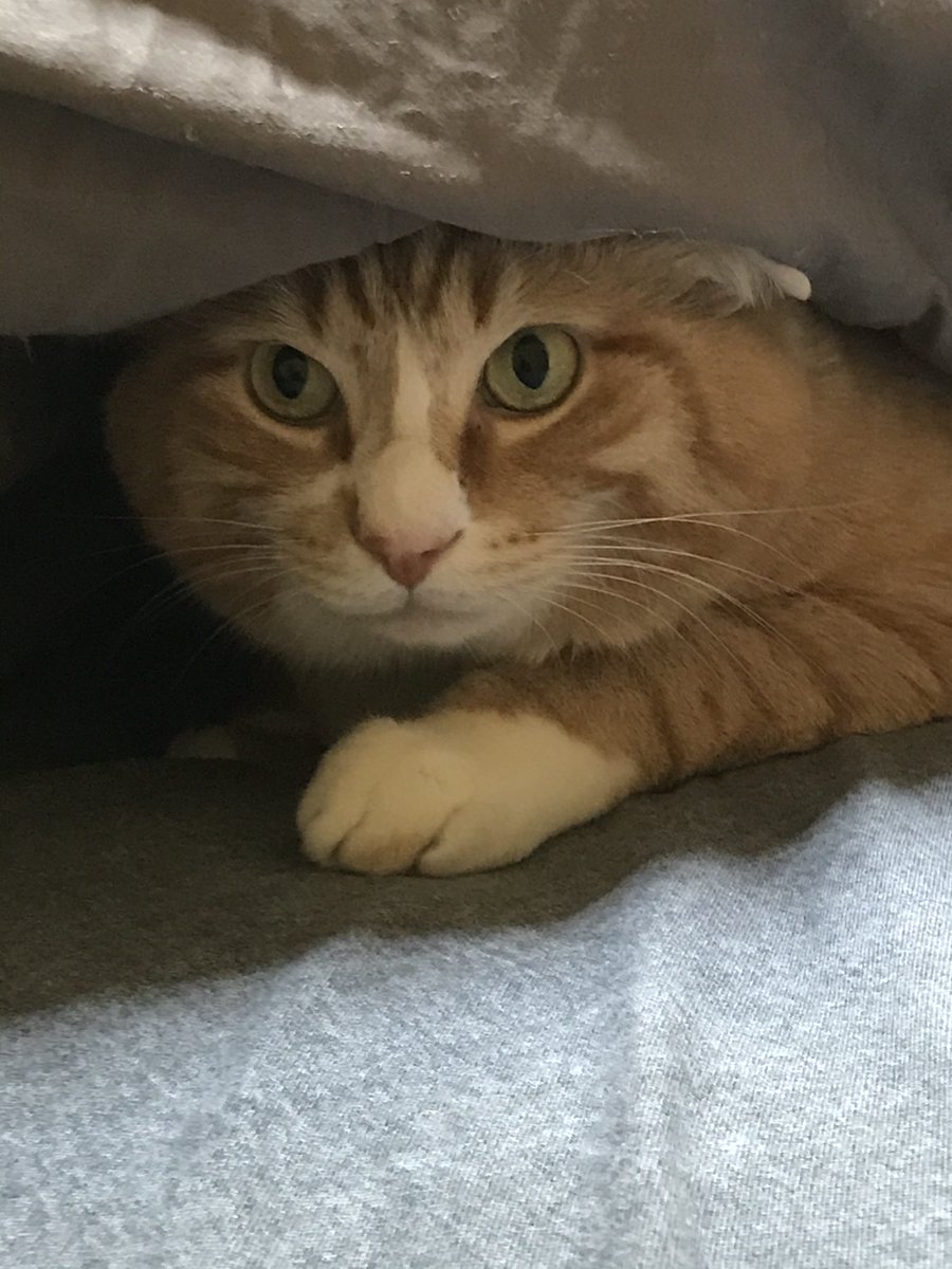 Svetlana Gorbulev (@gorbulevsvet) on Twitter photo 