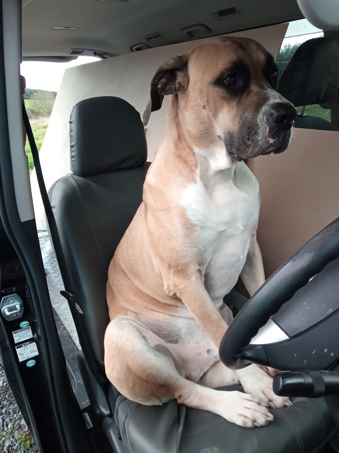 AdoptionsUk's tweet photo. Please retweet to help Taz find a FOSTER OR FOREVER #BOURNEMOUTH #ENGLAND 

HE'S HAD NO INTEREST 
Mastiff x Ridgeback aged 4, looking for an adult home with big breed experience as the only pet. 

DETAILS or APPLY👇
https://t.co/7MyoH6MP9w
#dogs #pets #animals https://t.co/EqfRkzlAgr