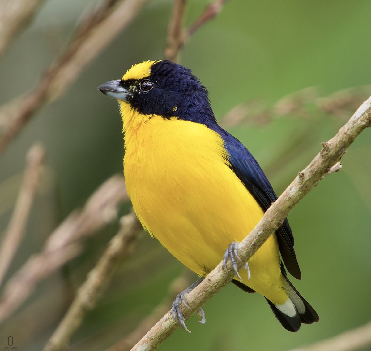Cantante
Modelo: Manto (Euphonia laniirostris)
#photo #photography #photographer