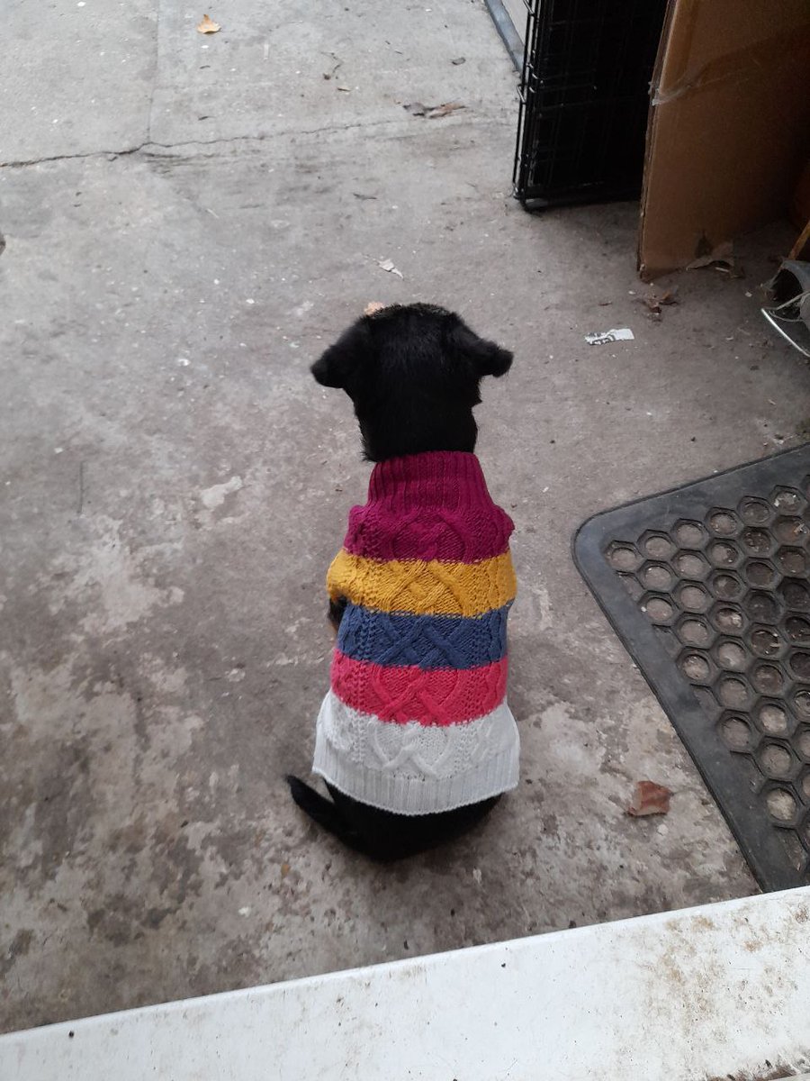 Nipper_BT's tweet photo. I is modelling the jumper grumpy teen chose, I's very unimpressed #borderterriet #BTPosse #model @GrumpygrumpsT https://t.co/kahRbTEXiV