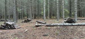 ForestaliNews's tweet photo. Lavorare, senza un futuro certo e senza stipendio. Ennesima umiliazione per i Forestali Siciliani https://t.co/fzkiHUTW5k