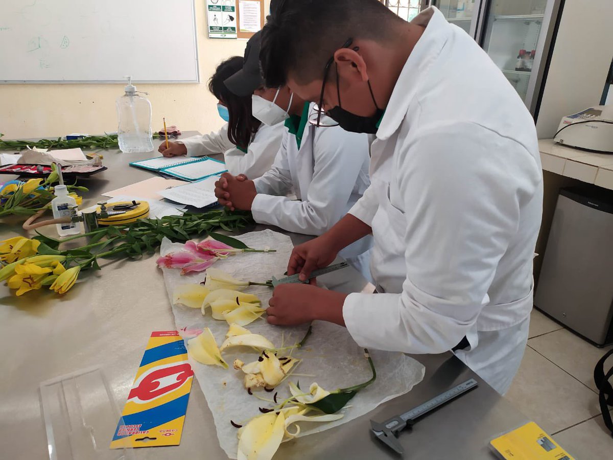 utvco's tweet photo. Siguiendo el #ProtocoloRegresoSeguro, estudiantes de @agro_utvco 👩🏻‍🌾👨🏻‍🌾, asisten a la Universidad a realizar prácticas presenciales sobre los Índices de polinización.
#ComunidadUTVCO🙋🏻‍♀️🙋🏻‍♂️ https://t.co/xGCpuqwOXD