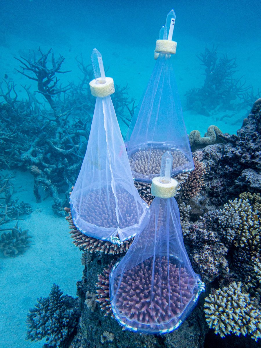 ChristineDRoper's tweet photo. A successful first night of spawning on the #greatbarrierreef fertilising eggs of A. millepora to capture early embryonic development and assess reproductive output
#coralspawning2021 #reefresearch @UTS_Science @CoralNurture https://t.co/BnIzxX53gv