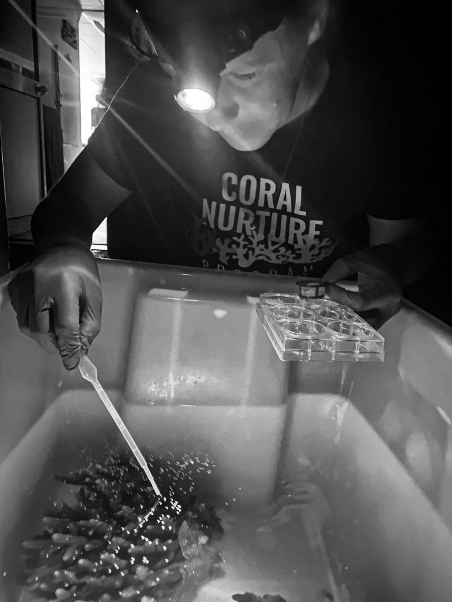 ChristineDRoper's tweet photo. A successful first night of spawning on the #greatbarrierreef fertilising eggs of A. millepora to capture early embryonic development and assess reproductive output
#coralspawning2021 #reefresearch @UTS_Science @CoralNurture https://t.co/BnIzxX53gv
