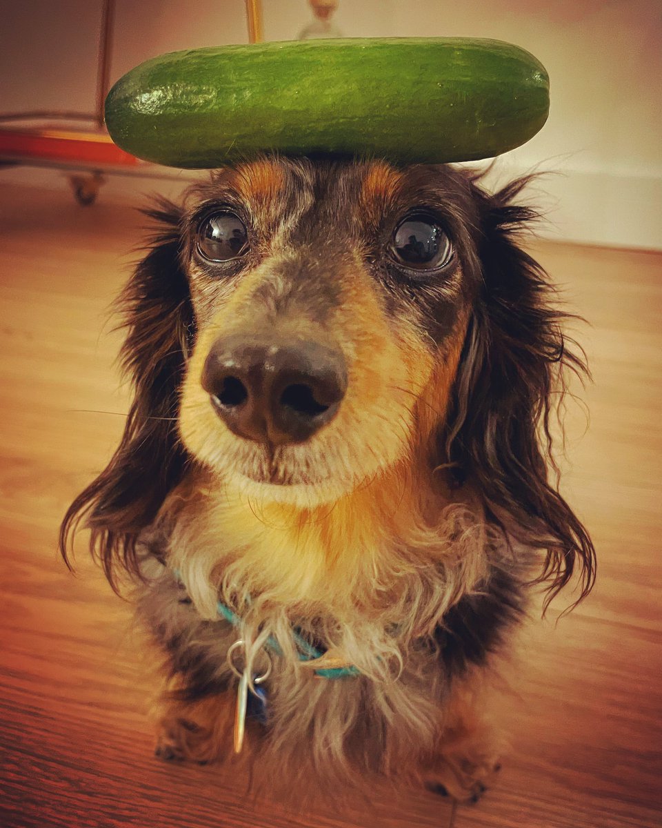 gemmyred's tweet photo. Sausage sized.
#justmeandb #itsthelittlethings #itsthelidlthings #minicucumber #sausagestyle #balancingb #butternutboxbribery #girlgotskillz https://t.co/iSXFlZMrRJ