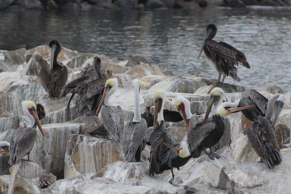 SDWhaleWatch's tweet photo. We love to see the brilliant colors change on the California brown pelican. The adults have yellow heads and red throats, while juveniles are brown.

📷 Naturalist Alexia

#sdwhalewatch #californiabrownpelican #colors #breeding #plumage #wildlifephotography #missionbay #sandiego https://t.co/4voSL9XRFR