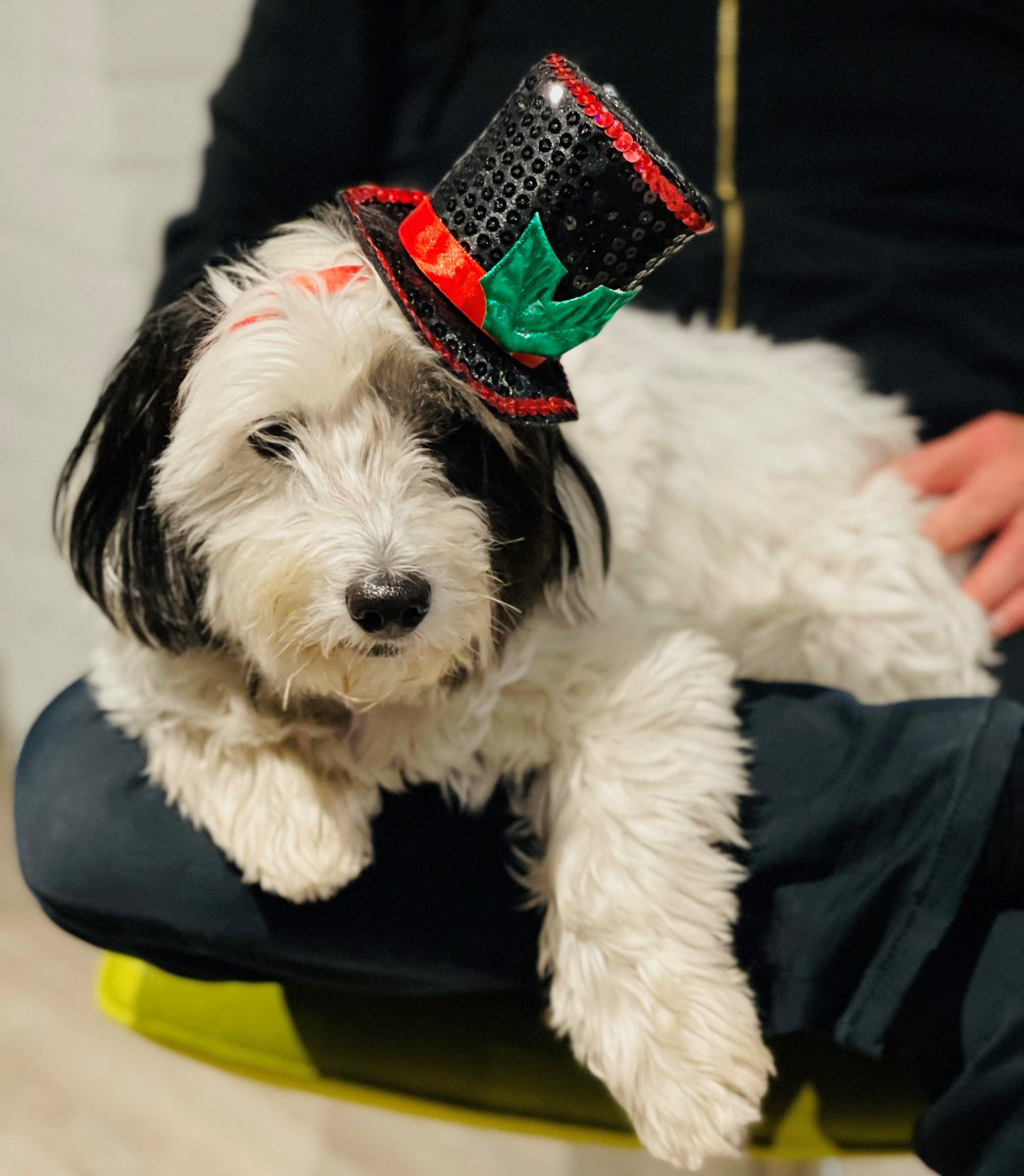 PetherInsurance's tweet photo. Dozer got to dress up for the Christmas decorating at our office! I think he's very pleased with his choice! 😊 #dozer #festive #partyhat #christmashat #christmasdecorating #petherinsurance #desjardinsinsurance #torontoinsurance https://t.co/yD0xmtWfdt