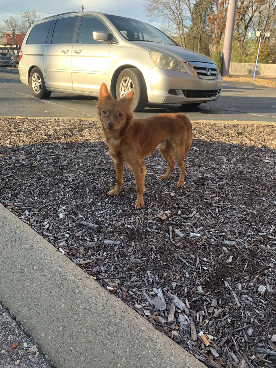 DaMichaelBibb's tweet photo. @joeimel lost dog by Wendy’s Scottsville road https://t.co/O8aIQ1GxeV