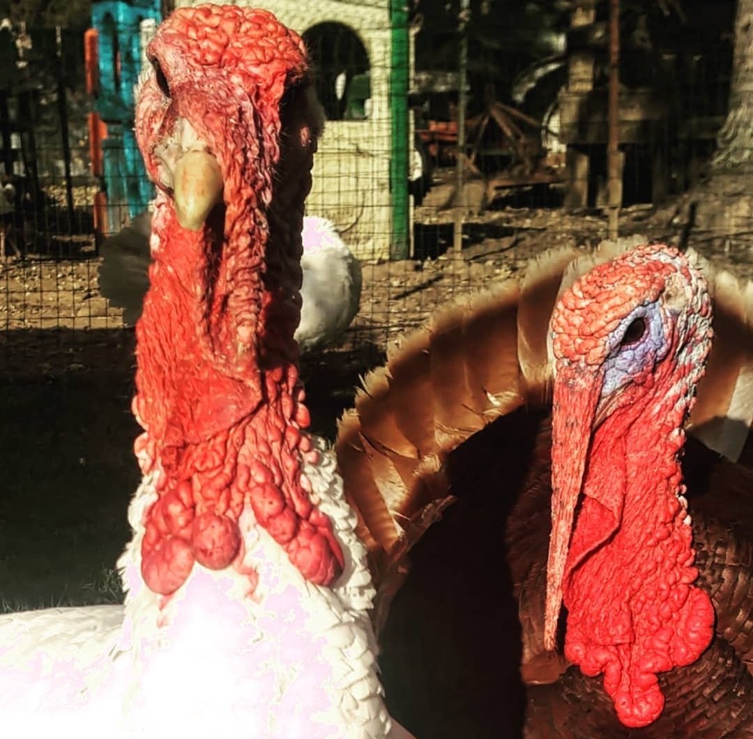 PFsanctuary's tweet photo. Bruce and Ricky hope you have a plant based holiday, they'll be going door to door to check! #Vegan #VeganThanksgiving #CrueltyFree https://t.co/amlKxTEZL4