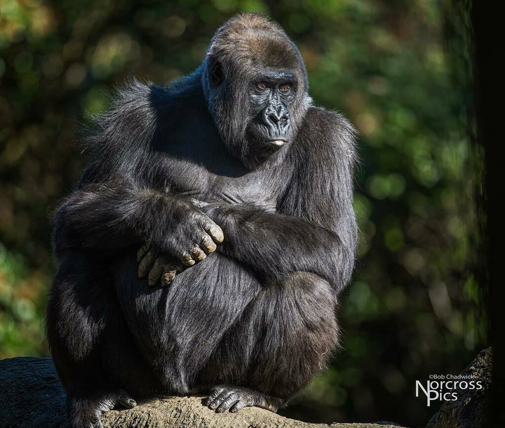 NorcrossPics's tweet photo. Gorilla habitat at Zoo Atlanta. #gorilla #zooatlanta #zoo #silverbackgorilla #onlyzooatl #onlyzooatlanta https://t.co/23pPMvYKmM https://t.co/aS2XiP30la