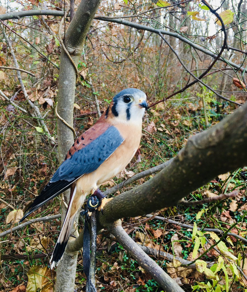 Avian Conservation Center of Appalachia tweet media