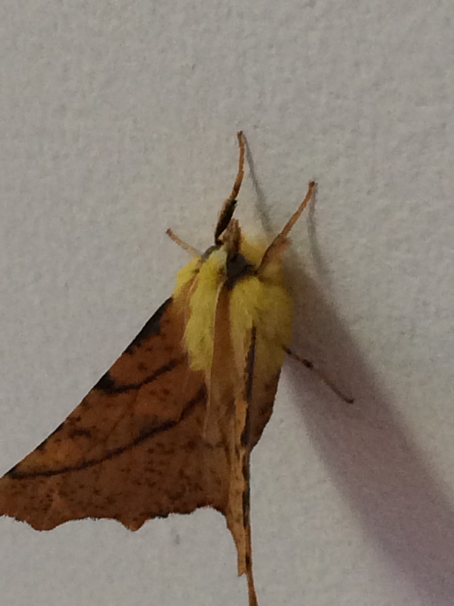 Joe_Korner's tweet photo. @irsharazuddin "Moths are fluttering..." xxx https://t.co/zoAXa4n7fU