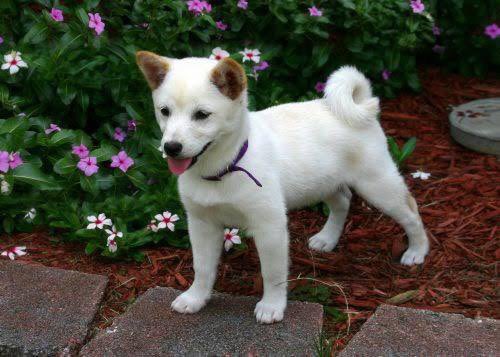 dokka24073348's tweet photo. I found a worthy Koromaru friend myself) Koromaru will make you happy and rich very soon !!!@KoromaruInu @@CryptoNecroman @binance @elonmusk @krakenfx @BitMartExchange @BittrexExchange @Poloniex @VitalikButerin @cz_binance Go too the moon🚀🚀🚀🚀🚀🚀🚀🌑🌑🌑 https://t.co/dAU1r3RW73