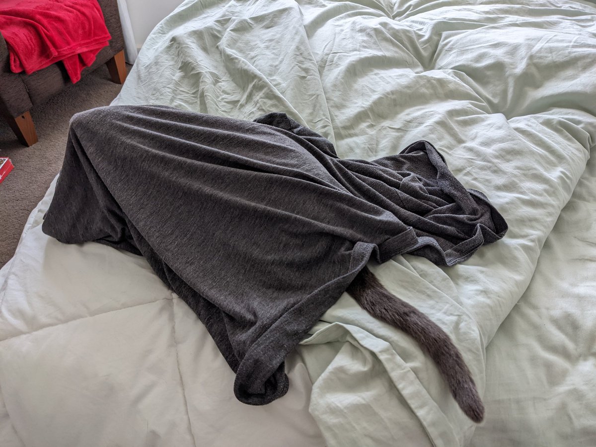 saskiarussian's tweet photo. Can you bring me the next size down to try on please?
#Saskia #russianblue #CatsOfTwitter #NZ https://t.co/ZnzOffqxeA