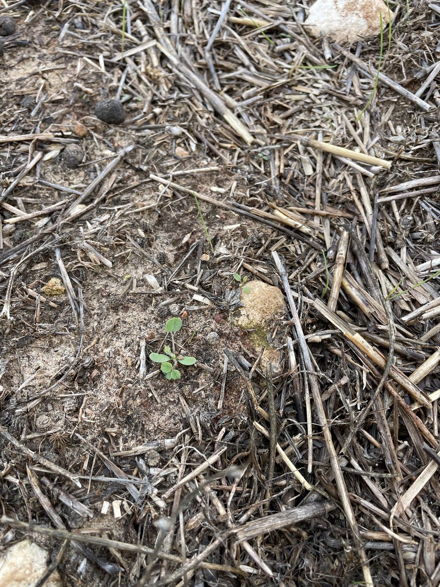 To early to grass free