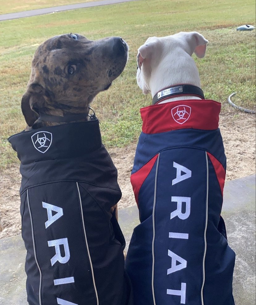 Ariat's tweet photo. While weโre doling out the gratitude, letโs not forget these guys. We are thankful for all the barn dogs that make our smiles grow even bigger!
#DogsOfAriat #AriatEq #Ariat #Equestrian #EquestrianLife #EquestrianStyle #DogJacket #BarnDog #Thankful #Gratitude PC: Instagram https://t.co/PzOnruSPlk