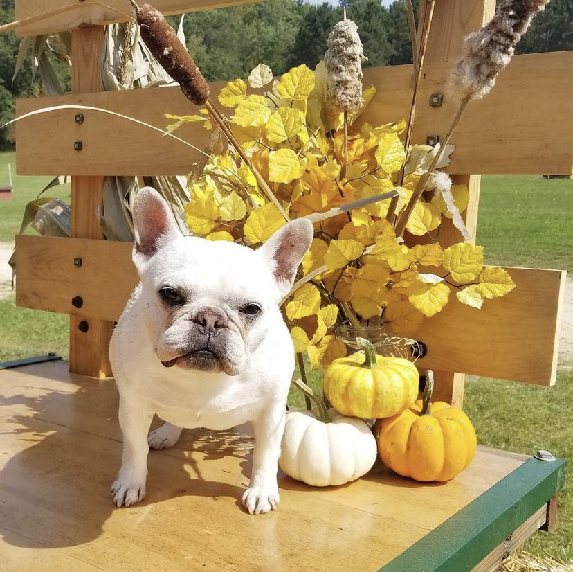 Ariat's tweet photo. While weโre doling out the gratitude, letโs not forget these guys. We are thankful for all the barn dogs that make our smiles grow even bigger!
#DogsOfAriat #AriatEq #Ariat #Equestrian #EquestrianLife #EquestrianStyle #DogJacket #BarnDog #Thankful #Gratitude PC: Instagram https://t.co/PzOnruSPlk