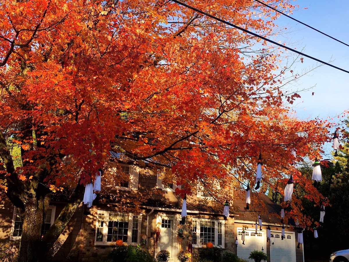 Beautiful leaves ~