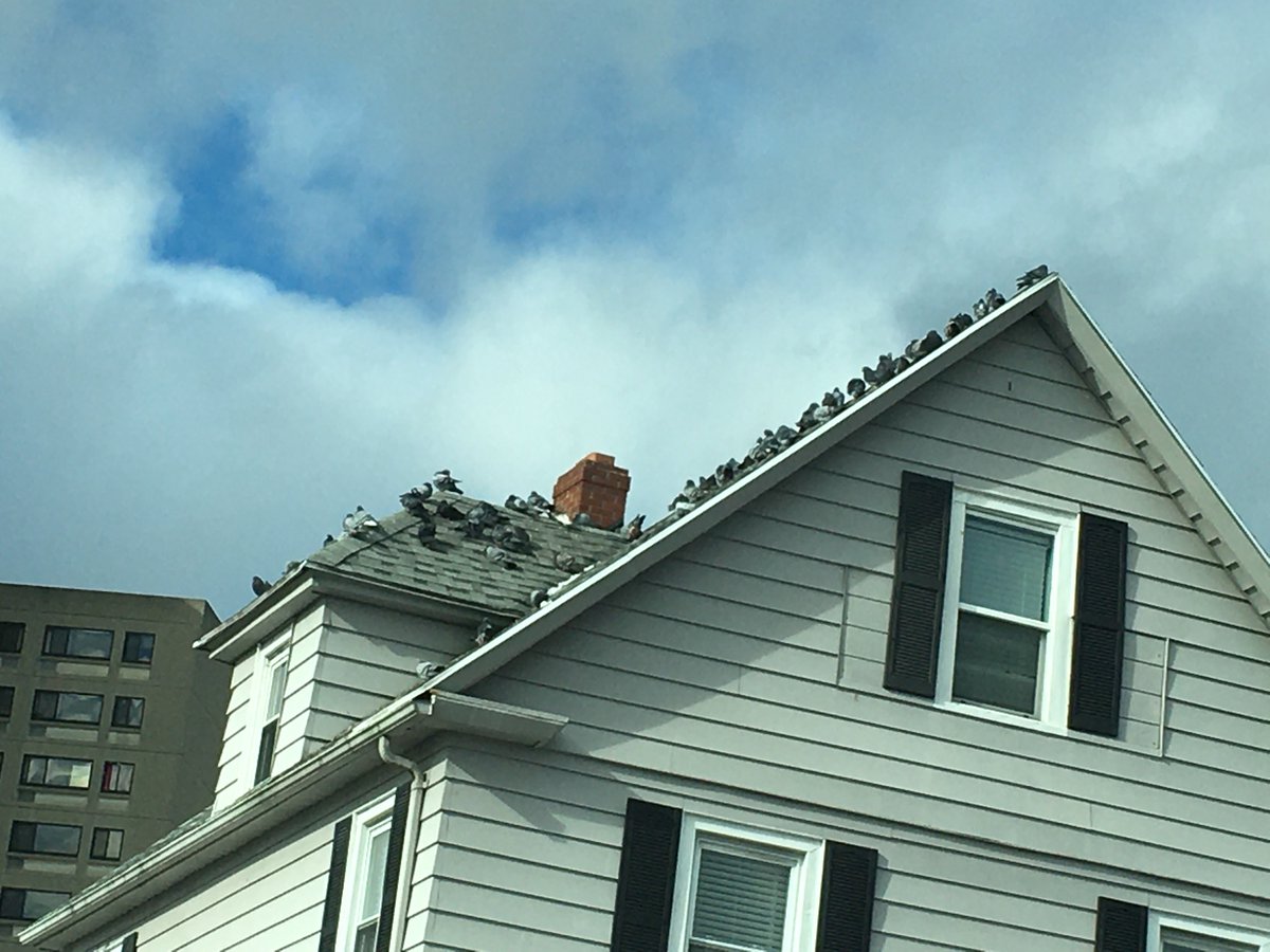Sunbathing pigeons on the sunny rooftop~