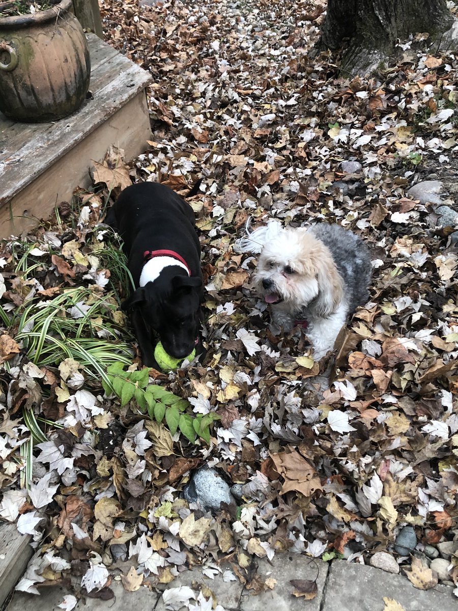 JenKBernstein's tweet photo. One’s a vicious beast, the other is a pit bull. #RescueDogs #descendedfromwolves https://t.co/OGG2ZvPQxc