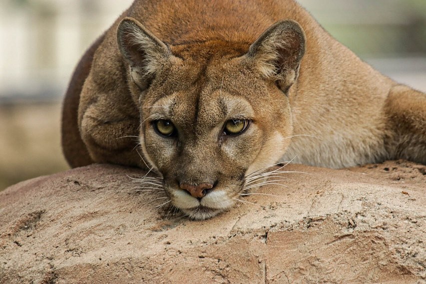 Turismo Tamaulipas (@visittamaulipas) on Twitter photo #México es hogar de 6 especies de felinos, el jaguar, el puma, el tigrillo, el lince, el ocelote y el jaguarundi. En #Tamaulipas estas especies habitan en la la Reserva de la Biósfera el Cielo.
➡Te invitamos a conocer más sobre estos felinos en el <a href="/zootamatan/">ZOOLÓGICO TAMATÁN</a> de Cd. Victoria. #México es hogar de 6 especies de felinos, el jaguar, el puma, el tigrillo, el lince, el ocelote y el jaguarundi. En #Tamaulipas estas especies habitan en la la Reserva de la Biósfera el Cielo.
➡Te invitamos a conocer más sobre estos felinos en el <a href="/zootamatan/">ZOOLÓGICO TAMATÁN</a> de Cd. Victoria.