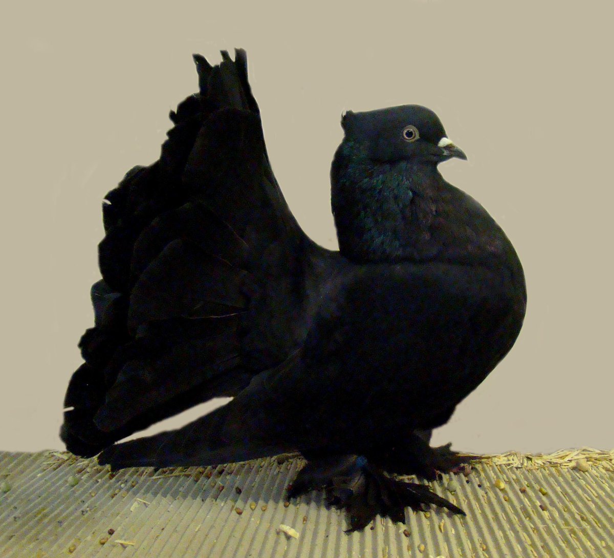 vinn_ayy's tweet photo. We need to celebrate the birds who have reworked the turkey silhouette and done amazing things for fashion https://t.co/HELrKzODS6