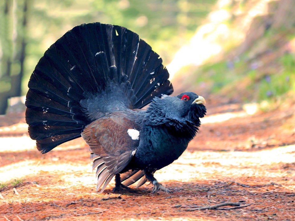 vinn_ayy's tweet photo. We need to celebrate the birds who have reworked the turkey silhouette and done amazing things for fashion https://t.co/HELrKzODS6