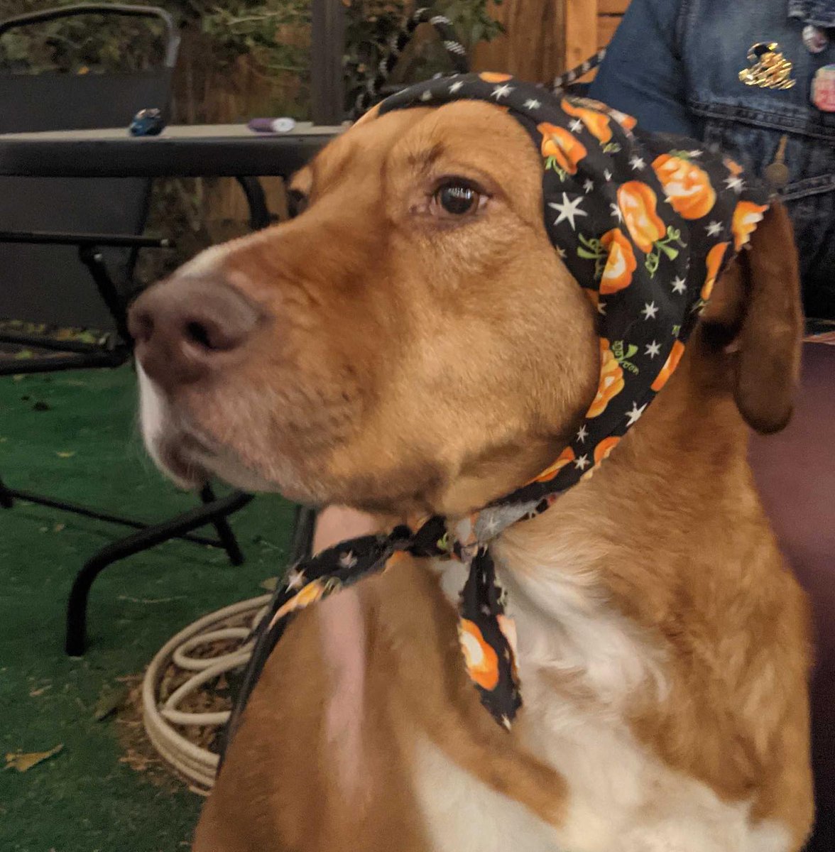 basurablanca's tweet photo. Hey all, 48 hours and Taco is still missing. You've been amazing at broadcasting everywhere. If you are in r/denver, please hit this link and upvote and comment so we can try to keep him on the front page.

https://t.co/F1RcPC9nwt https://t.co/QVnSKX8X9g