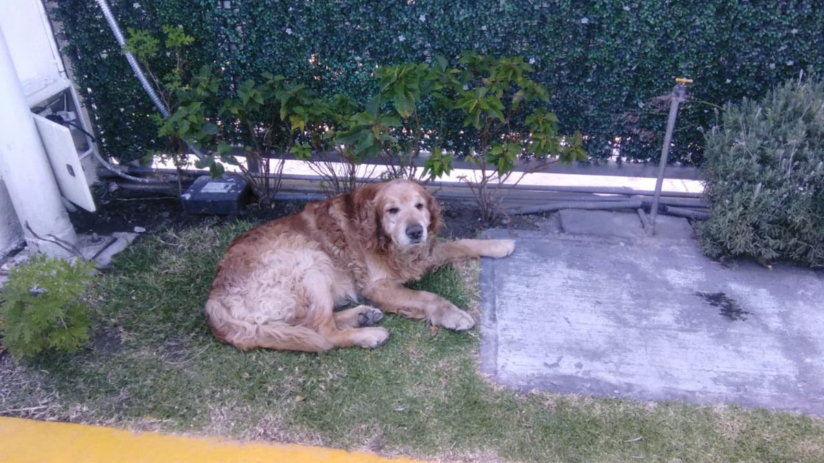 <a href="/PueblaAyto/">Puebla Gobierno de la Ciudad</a> <a href="/eduardorivera01/">Eduardo Rivera Pérez</a> podrían ayudar a este perrito está lastimado se encuentra en la estación de servicio universitaria prolongación  río papagayo número 6301 Col jardines de san Manuel <a href="/verolopez_10/">Verónica López</a> <a href="/SandraOrtizVe/">Sandra Ortiz</a> <a href="/Hechizero_38/">★·.·´HeChIzErO`·.·★</a> @Marvinel3