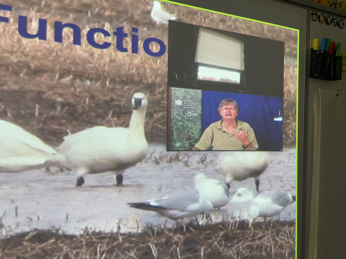 Mrs_Grybas's tweet photo. Thank you to @RBGCanada for the amazingly informative virtual field trip today! Students in 4C were so engaged while exploring wetland habitats. Thank you Karin! @ViolaD_HWDSB @MissA168 https://t.co/uikrZcFZAU
