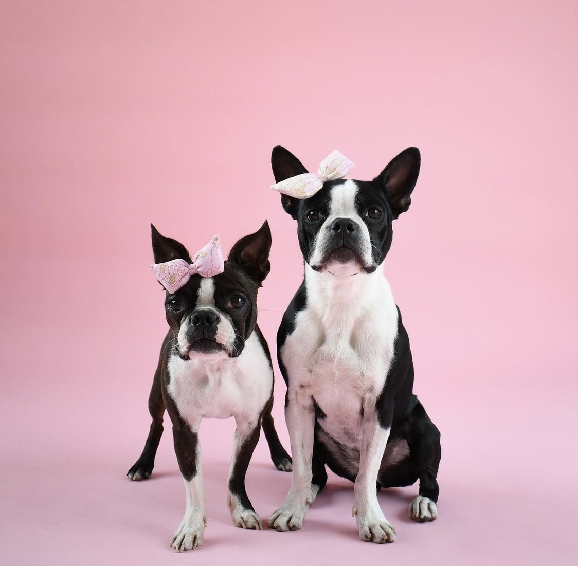 RodNFT1's tweet photo. @steven__rea Mila &amp; Zoe my cute Bosties! https://t.co/E4AyVuc8Gb
