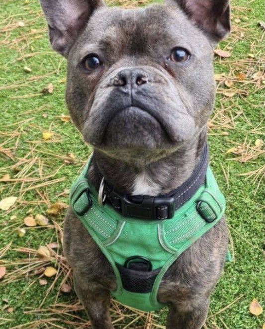 edgsecurity's tweet photo. Meet Neville. We’ve teamed up with ⁦@AnimalWythall⁩ #Rescue centre and donated one of our state of the art #Security systems with ongoing service support remotely monitored 24/7 by our Alarm Receiving Centre using ⁦@CSLGroupLtd⁩ dual path secure signalling network. https://t.co/oJGuTetoCE