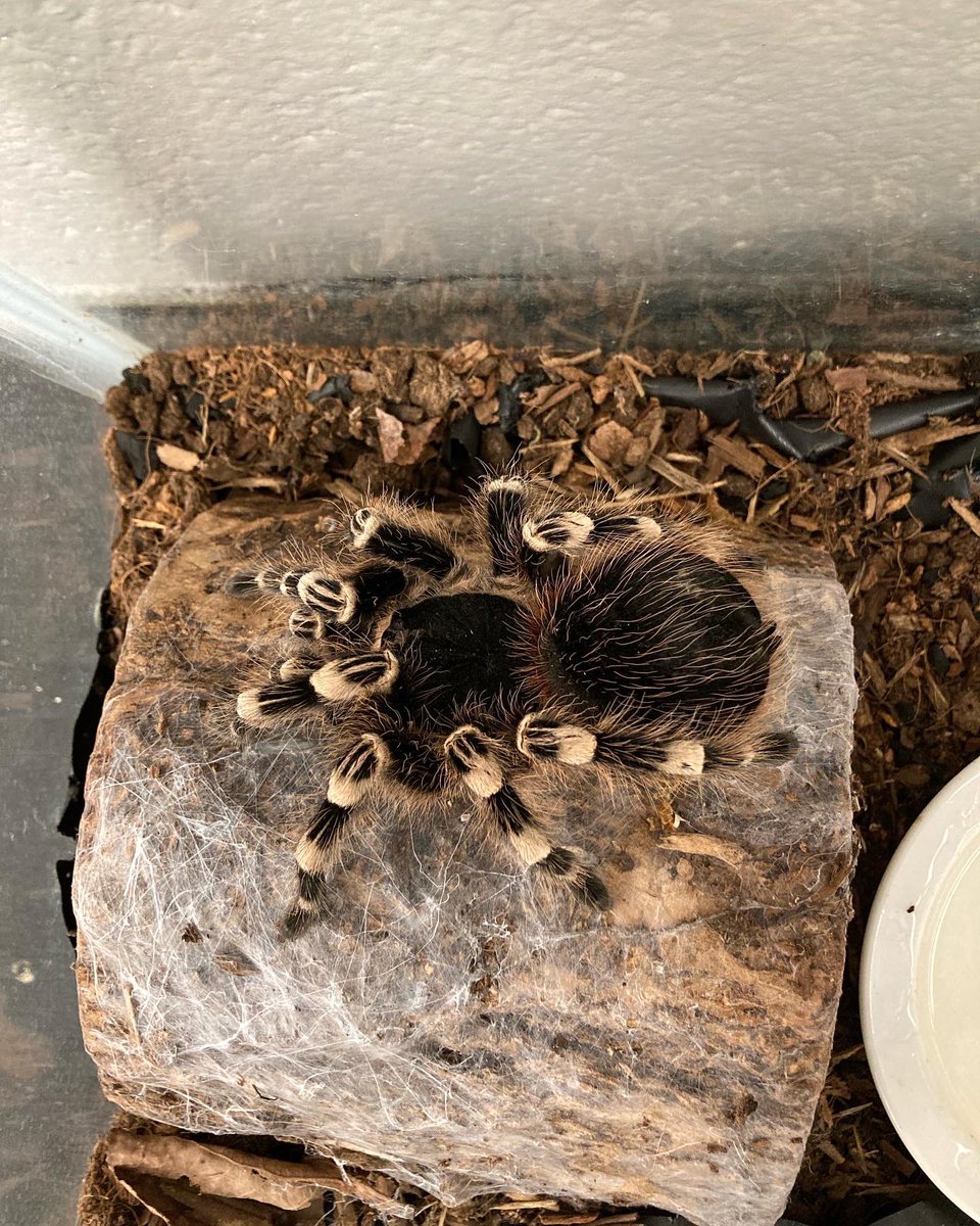 Mr_Slade_DTS's tweet photo. Kipper the tarantula is visiting us from @ArborgateSchool !! She was with our K’s for a couple weeks and they wrote us in 5/6S a letter telling us about her. Now we’re going to do some inquiry to write them a letter back telling them more about her!
@DawsonTrailSchl @seineriverSD https://t.co/mtRN6auUiS