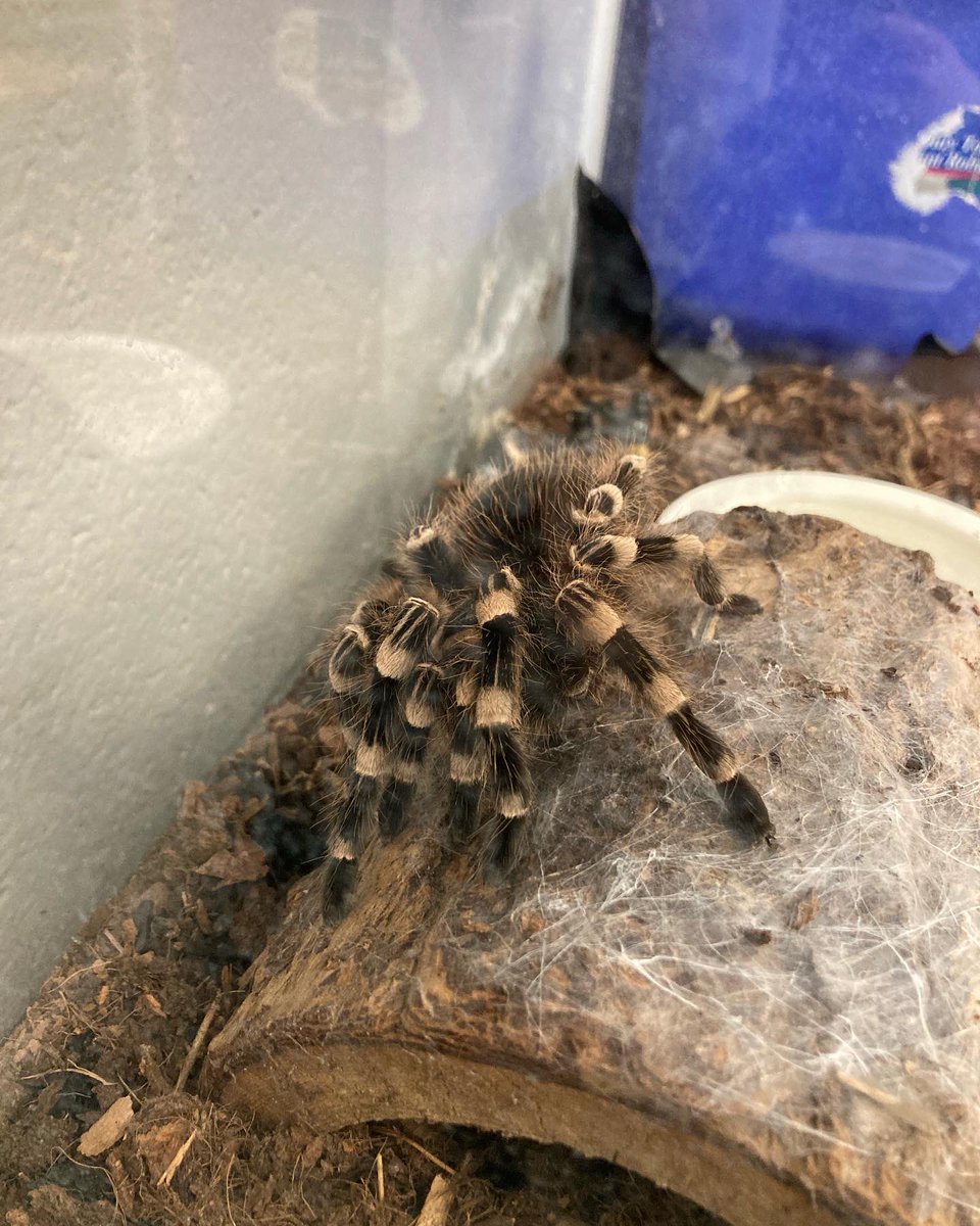 Mr_Slade_DTS's tweet photo. Kipper the tarantula is visiting us from @ArborgateSchool !! She was with our K’s for a couple weeks and they wrote us in 5/6S a letter telling us about her. Now we’re going to do some inquiry to write them a letter back telling them more about her!
@DawsonTrailSchl @seineriverSD https://t.co/mtRN6auUiS