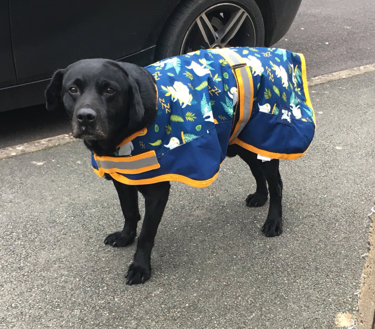 Kelly_L_'s tweet image. He wasn’t happy with his new coat &amp;amp; im pretty sure his eyes were swearing at me but it was cold &amp;amp; he needed to have it on bless him  #dogtantrum #notahappy #savage #dogcoat 🤦‍♀️😂😬