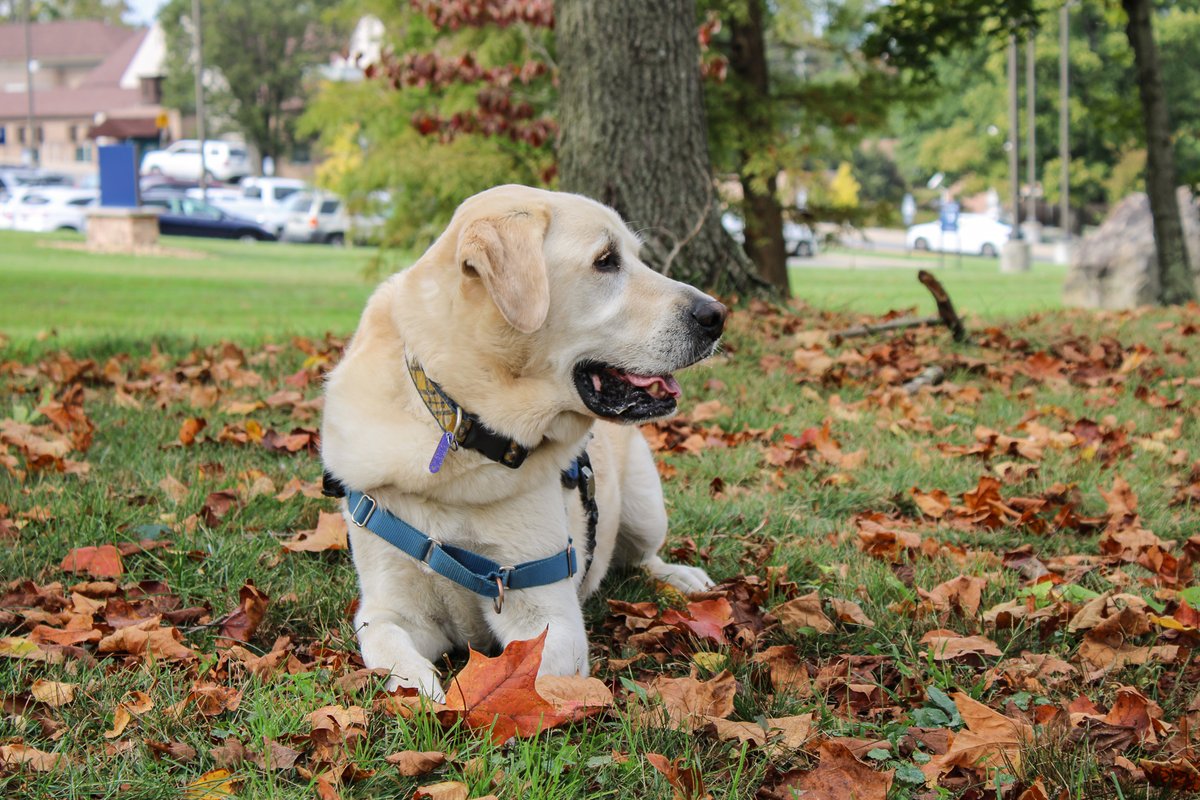 Autumn leaves falling down like pieces into place #wheresryderwednesday (Taylor's Version) <a href="/HeartsofGoldWV/">Hearts of Gold WV</a>
