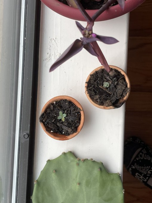 Repurposed Dias for my lil succ https://t.co/89oP1vEVC6<a href="/tag/bobjob"class="tags"><span>#bobjob</span></a>