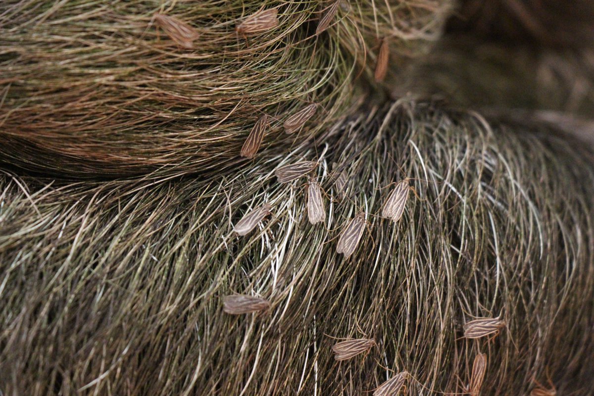 SlothCon's tweet photo. #SlothFact brought to you by @SlothCon and @TheSlowPatrol Did you know that sloths hair provides a home to an entire ecosystem of invertebrates, some species of which are found nowhere else on earth!  A single sloth can host up to 950 moths in its fur! #SlowandSteady #TheSlothWay https://t.co/L1xqpuVGUi