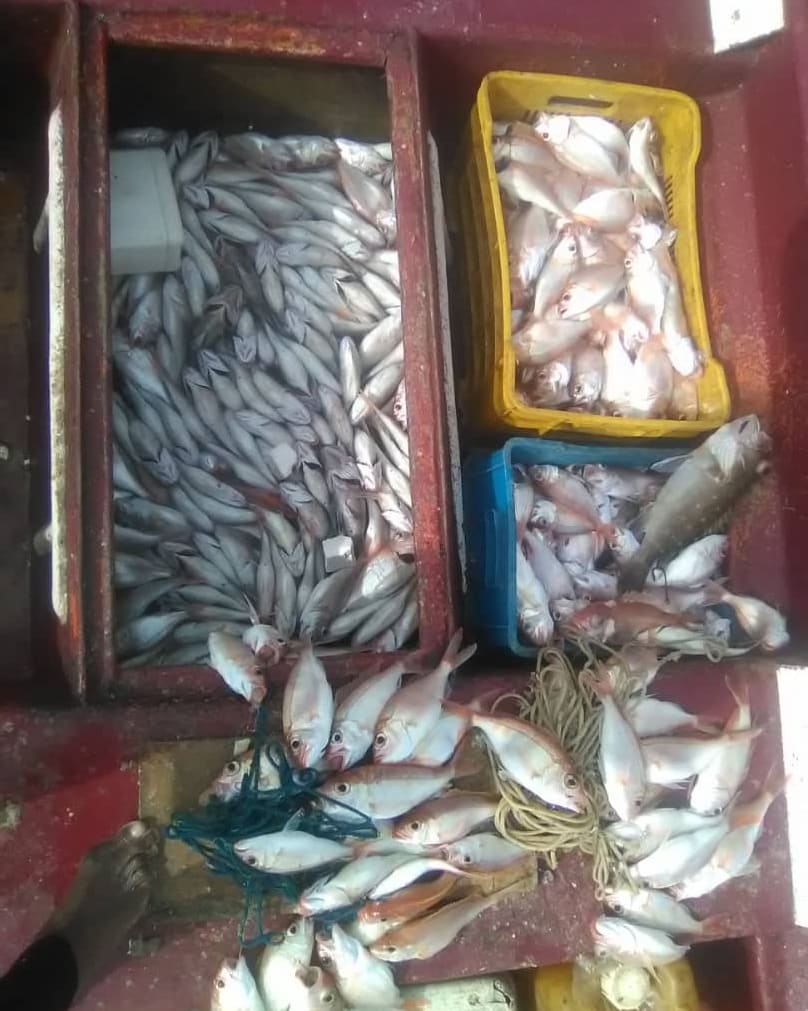 InsopescaG's tweet photo. Con el apoyo del @minpescave y sus entes adscrito pescadores del municipio Vargas capturaron un total de 11.653 kgs de proteínas durante el inicio de este semana, con en el objetivo revolucionario de seguir alimentando a  más familias de nuestra patria
#VacunateContraLaCovid19 https://t.co/hUOSK8suS6