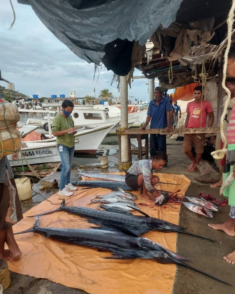 InsopescaG's tweet photo. Con el apoyo del @minpescave y sus entes adscrito pescadores del municipio Vargas capturaron un total de 11.653 kgs de proteínas durante el inicio de este semana, con en el objetivo revolucionario de seguir alimentando a  más familias de nuestra patria
#VacunateContraLaCovid19 https://t.co/hUOSK8suS6