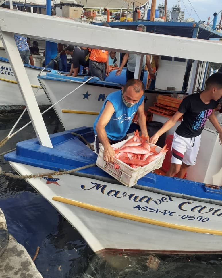InsopescaG's tweet photo. Con el apoyo del @minpescave y sus entes adscrito pescadores del municipio Vargas capturaron un total de 11.653 kgs de proteínas durante el inicio de este semana, con en el objetivo revolucionario de seguir alimentando a  más familias de nuestra patria
#VacunateContraLaCovid19 https://t.co/hUOSK8suS6
