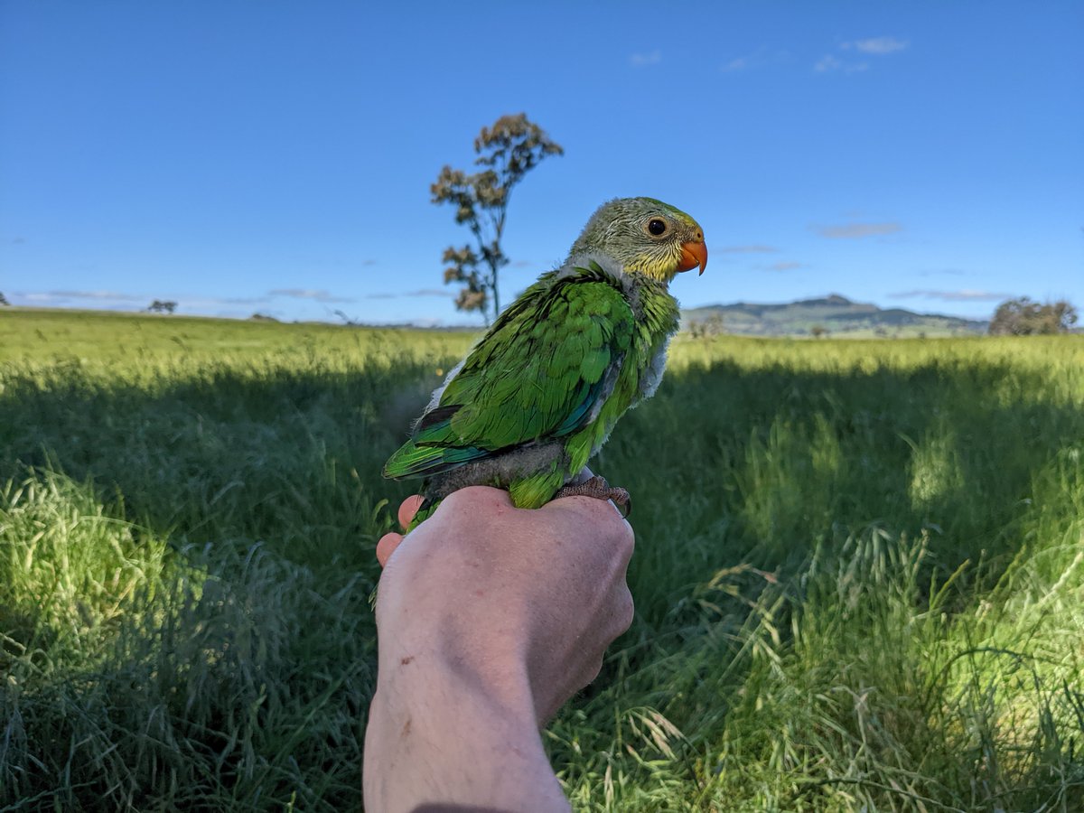 MACobden's tweet photo. One #superbparrot kid from a nest of six! Always nice to see 🦜💚 https://t.co/EWuvJhFVmT