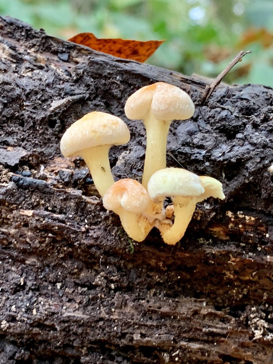 WorksWalking's tweet photo. Better late than never 😁 We had a great walk last Thursday & did a little #mushrooms #fungi spotting! #walking #livewellwithpain
#EveryoneNeedsNature
#connectingactivelytonature
@TDC_Leisure @activedevon
@RamblersGB @healthywalks @loulouscorpio @Trewern_K https://t.co/RpafYDvgby