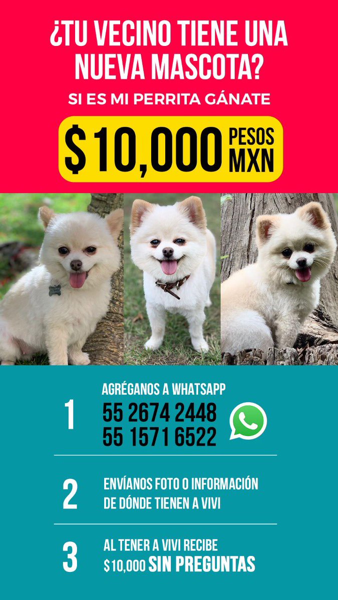Adriana Niño de Rivera 🇺🇦🕊️☮️💙💛 (@pildorin) on Twitter photo Seguimos buscando a Vivi la perrita de <a href="/prensadanna/">Danna Vazquez</a> se la robaron con violencia en <a href="/AtizapandeZ/">Atizapán de Zaragoza</a> <a href="/SusanaHerediaT/">Susana Heredia</a> <a href="/Andy__Rodriguez/">Andrea rodriguez</a> <a href="/ChumelTorres/">Chumel Torres</a> <a href="/CarlosPatino/">YoSoyCharlyPatiñoMx (el/he/him)🎙📻🏍</a> <a href="/SofiaSoraya/">Soraya</a> <a href="/GinaIbarra_TV/">GINA IBARRA TV</a> <a href="/beltrandelrio/">Pascal</a> <a href="/JesusMartinMx/">Jesús Martín Mendoza Arriola</a> <a href="/Adela_Micha/">Adela Micha</a> <a href="/LillyTellez/">Lilly Téllez</a> <a href="/LetyVarela/">Lety Varela</a> <a href="/rbksokol/">Rebecca Sokol ॐ</a> <a href="/V_TrujilloM/">Víctor Trujillo</a> RT Seguimos buscando a Vivi la perrita de <a href="/prensadanna/">Danna Vazquez</a> se la robaron con violencia en <a href="/AtizapandeZ/">Atizapán de Zaragoza</a> <a href="/SusanaHerediaT/">Susana Heredia</a> <a href="/Andy__Rodriguez/">Andrea rodriguez</a> <a href="/ChumelTorres/">Chumel Torres</a> <a href="/CarlosPatino/">YoSoyCharlyPatiñoMx (el/he/him)🎙📻🏍</a> <a href="/SofiaSoraya/">Soraya</a> <a href="/GinaIbarra_TV/">GINA IBARRA TV</a> <a href="/beltrandelrio/">Pascal</a> <a href="/JesusMartinMx/">Jesús Martín Mendoza Arriola</a> <a href="/Adela_Micha/">Adela Micha</a> <a href="/LillyTellez/">Lilly Téllez</a> <a href="/LetyVarela/">Lety Varela</a> <a href="/rbksokol/">Rebecca Sokol ॐ</a> <a href="/V_TrujilloM/">Víctor Trujillo</a> RT