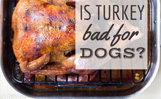 Thanksgiving is tomorrow, find out if it's okay to let your dog gobble up turkey from the table (or leftovers) bit.ly/35x5cBx