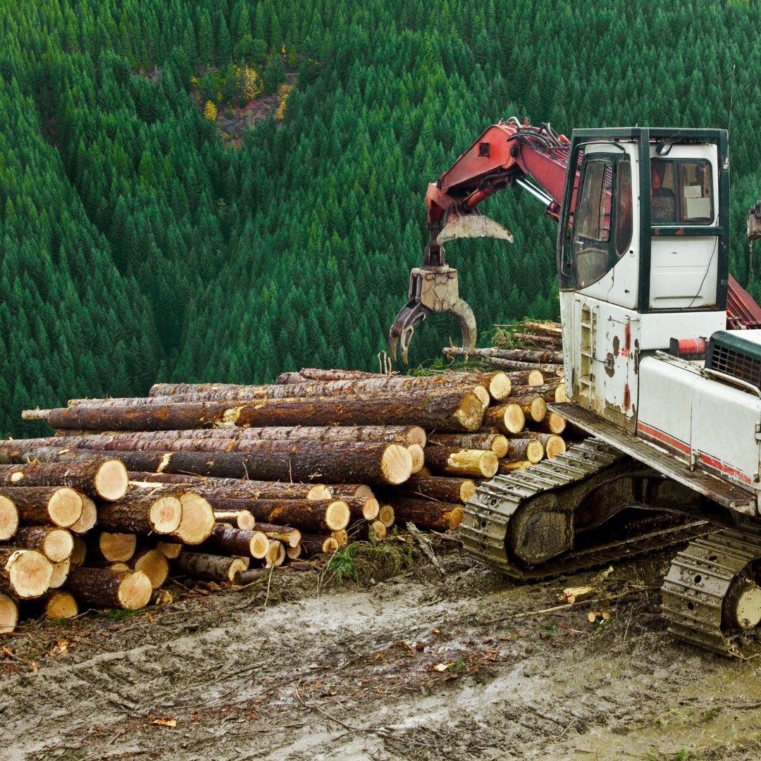 truckloggerBC's tweet photo. "The world is a better place with wood and forestry jobs. Our province and communities need and want sustainable wood, along with all its positive economic, environmental, community and esthetic qualities."
https://t.co/2vlpVmUGDK
#BCpoli #ForestryTruth https://t.co/S62VkOVDqW