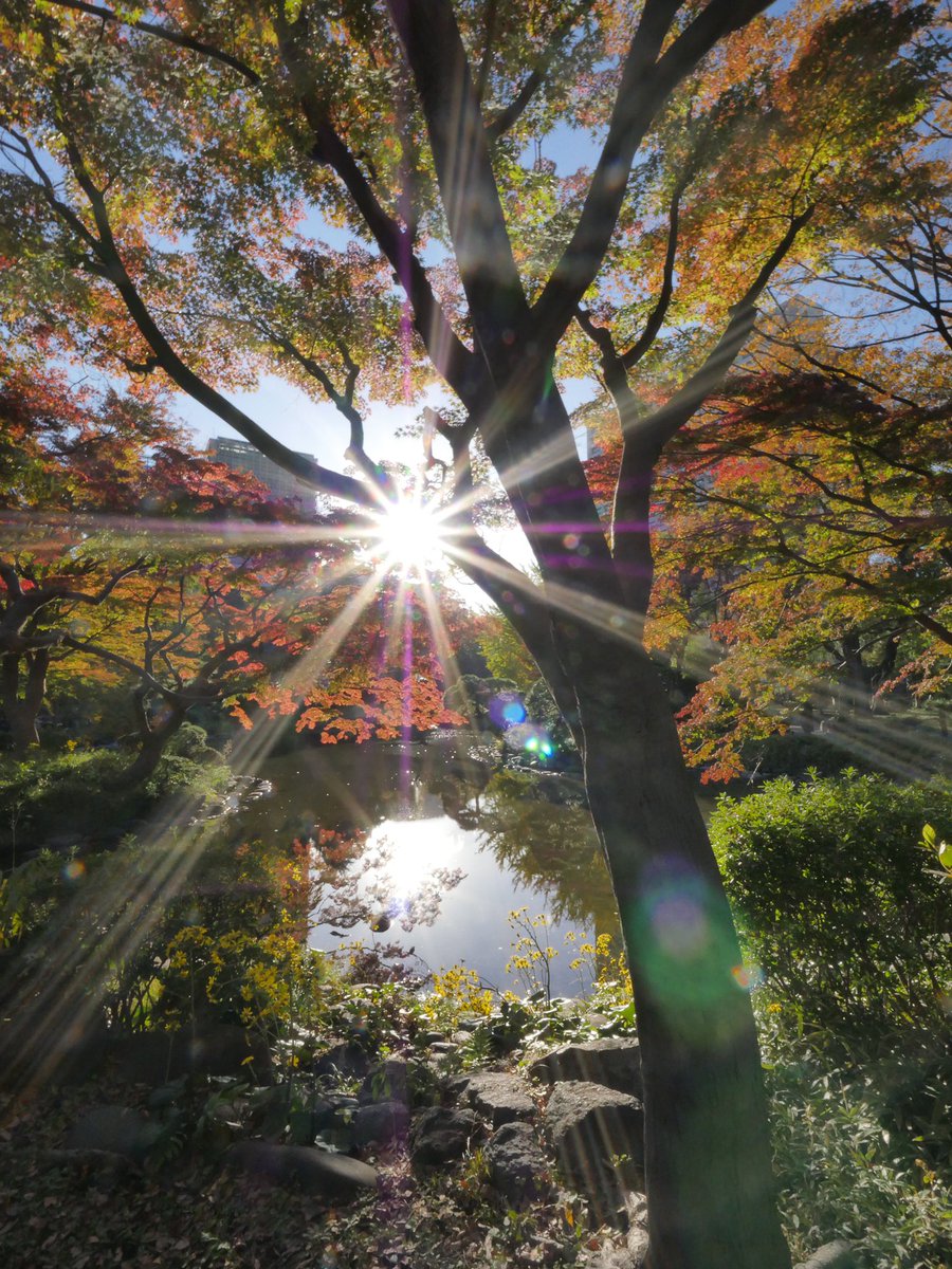 クラブツーリズム様(@ct_photo_kanto )とのタイアップ企画で日比谷公園にて紅葉撮影に行ってきました📸快晴で撮影日和でした🍁