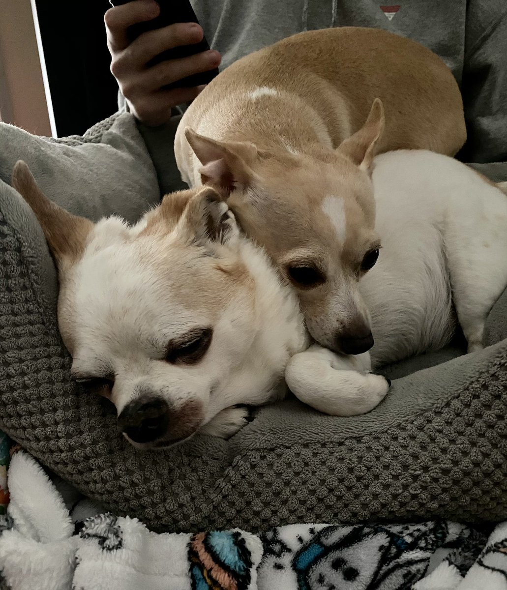 YoFlares's tweet photo. Friday will be one year since I had to say goodbye to my best friend! Me and Pixie miss you Peanut ❤️ https://t.co/QGZEXjsfnc