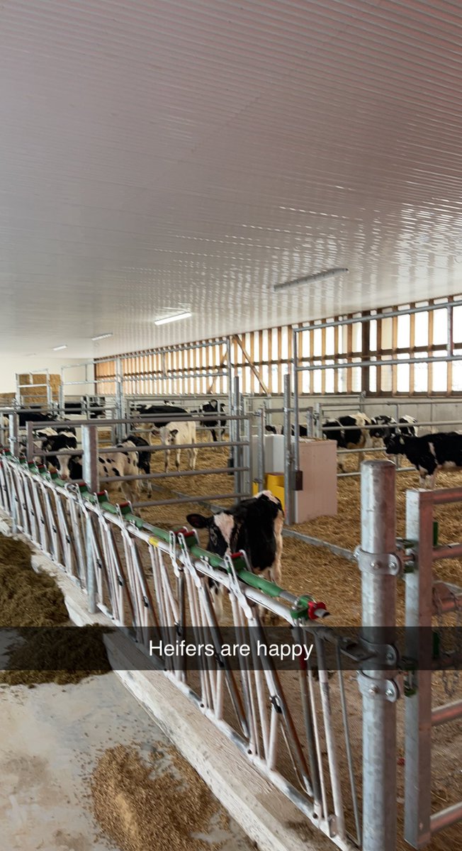 Well the cows are home…..finally all animals at one location! Thanks <a href="/jel_ltd/">John Ernewein Ltd.</a> <a href="/gerritsag/">Gerrit's Ag Service LTD.</a> <a href="/milsy09/">Andrew Miller</a> and a few other Twitter less trades